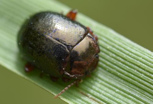Chrysolina bankii